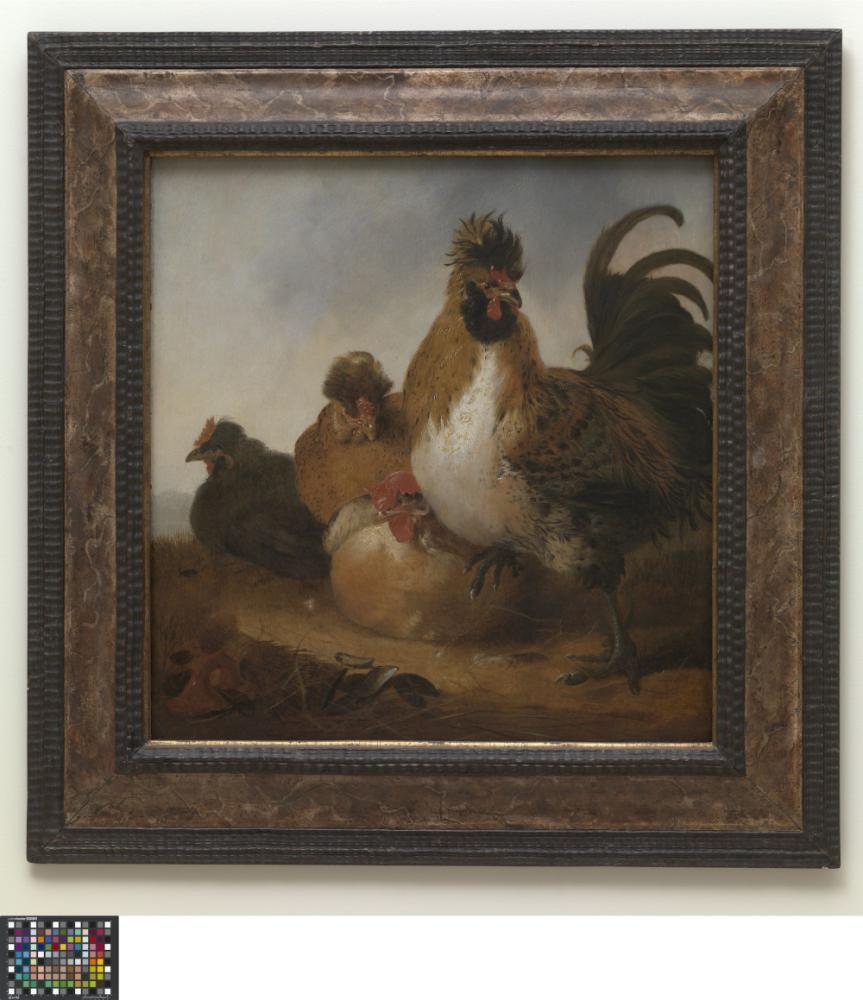 Haan en hennen