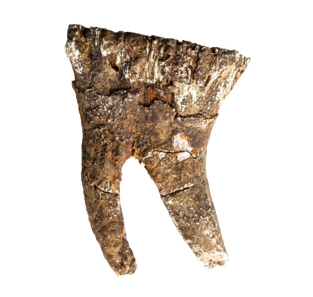 Volledige melkkies (tand) van een mammoet (Mammuthus primigenius)