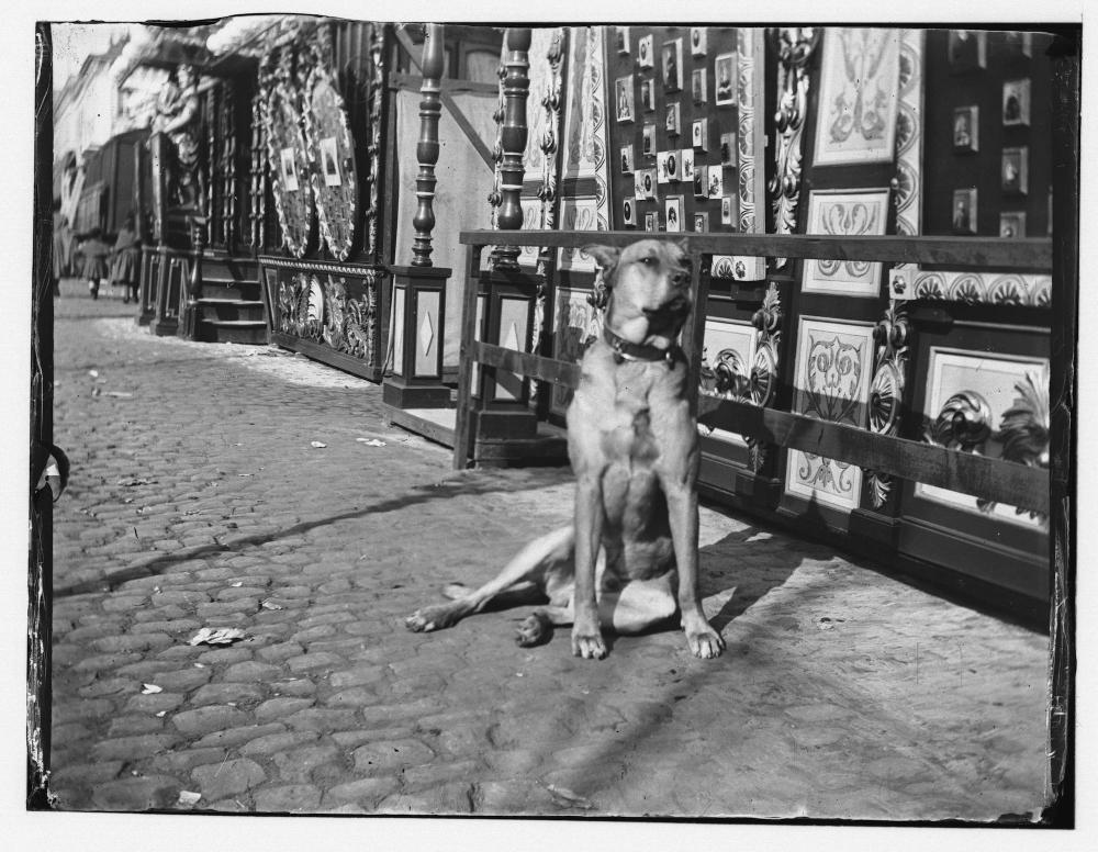 Een hond op de Gentse foor