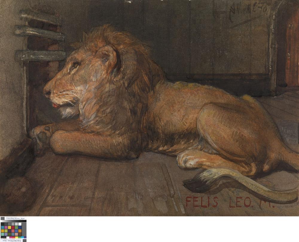 Leeuw in Artis  Amsterdam