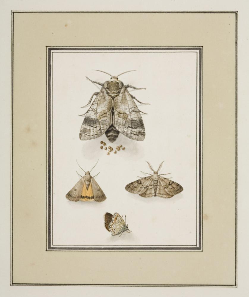 Album met insekten. Insectorum