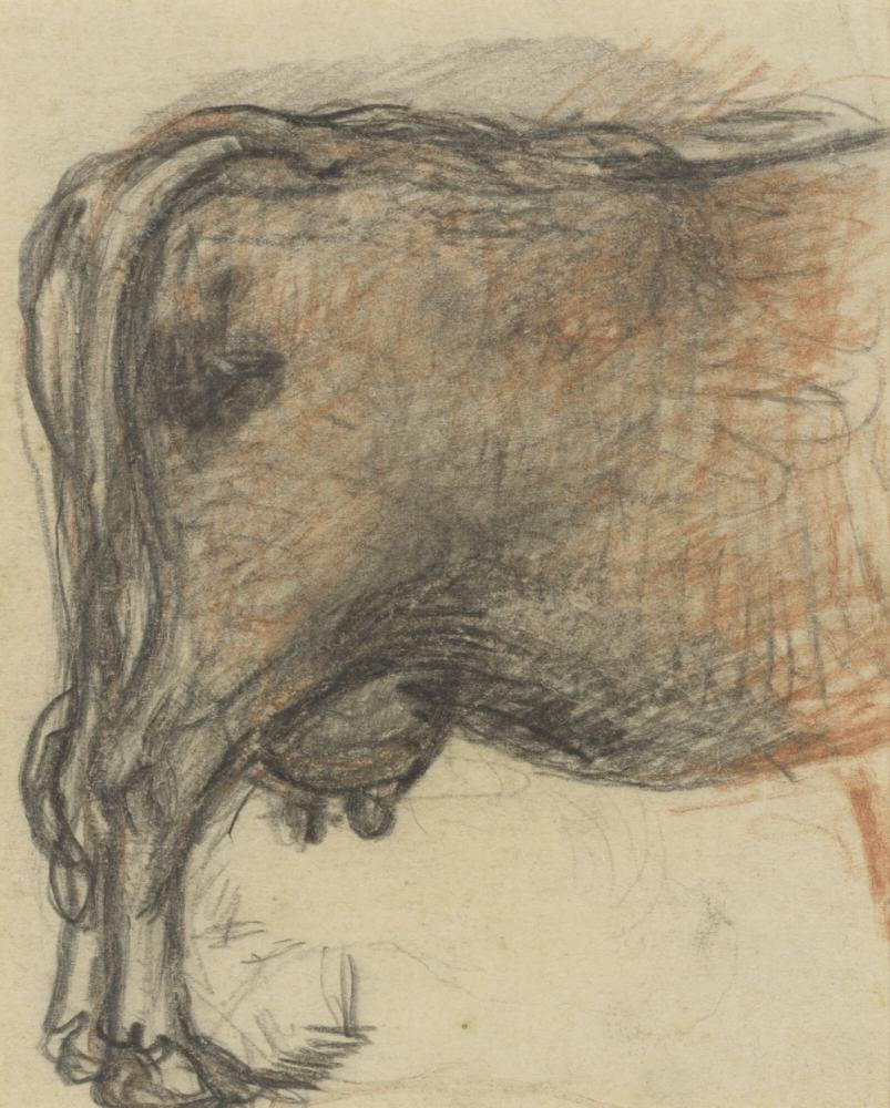 Detailstudie van een koe