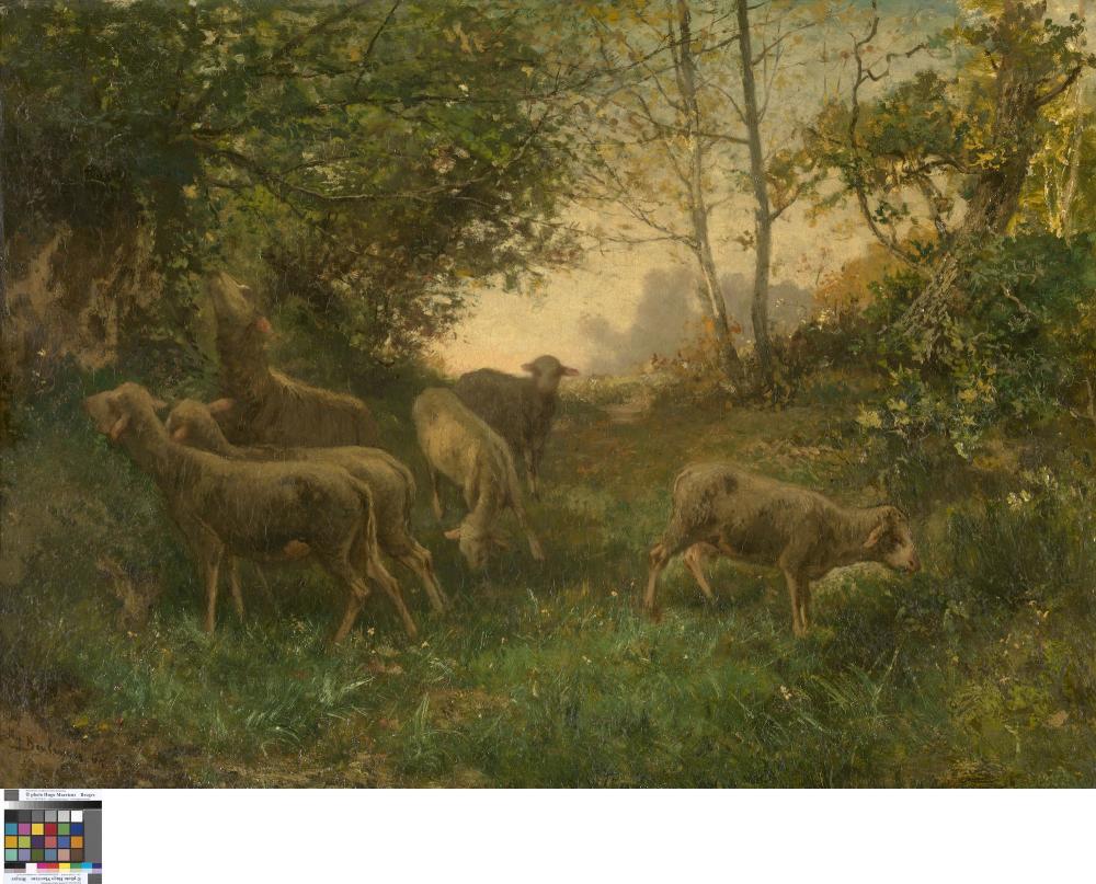 Schapen aan de boskant