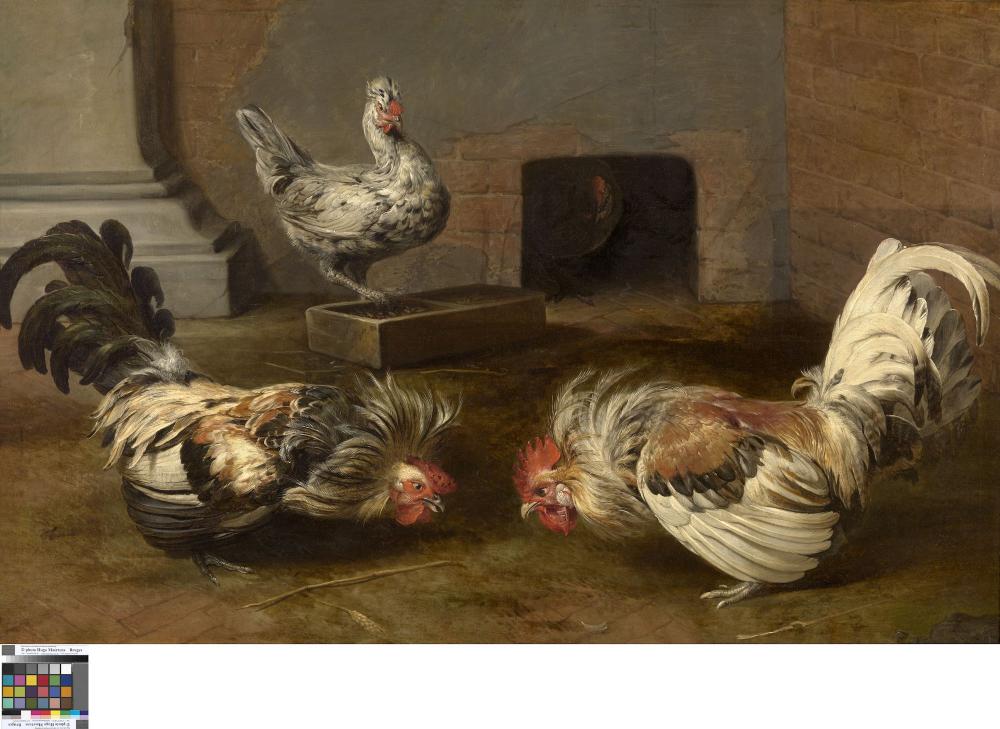 Vechtende hanen