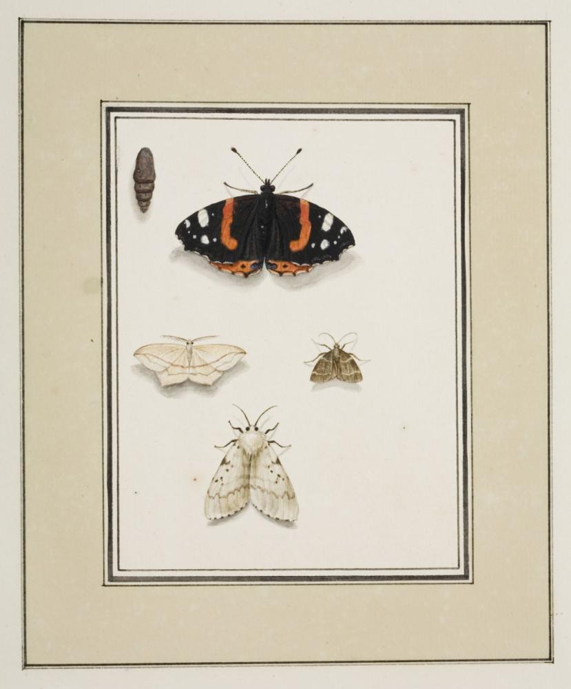 Album met insekten. Insectorum