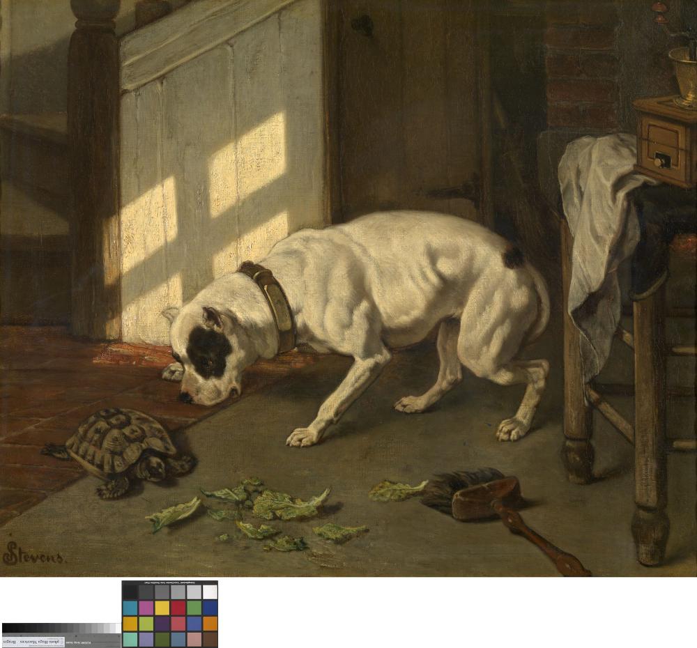 Hond en schildpad