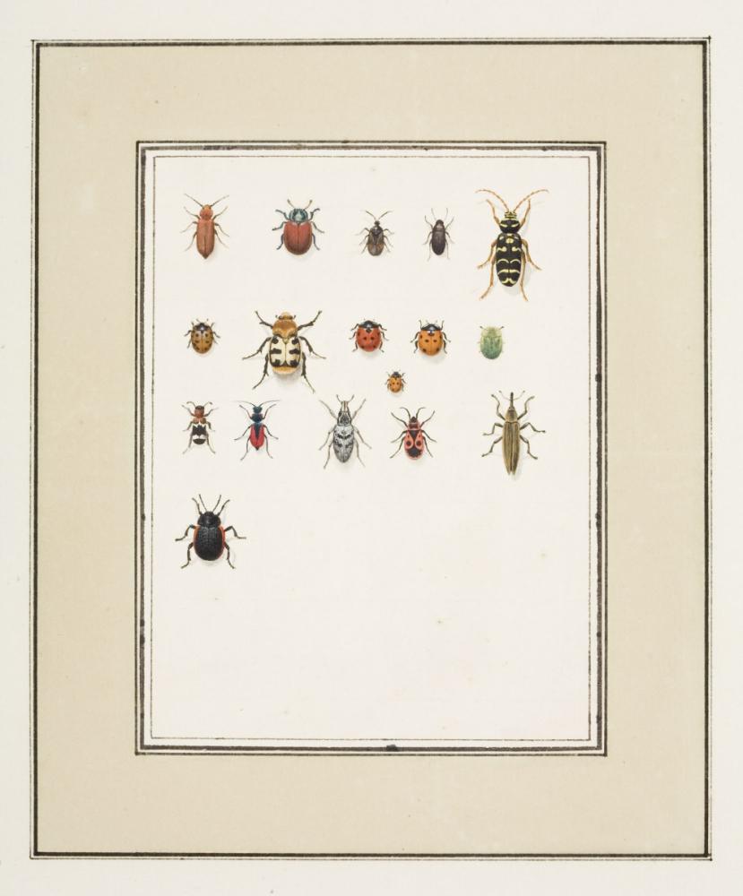Album met insekten. Insectorum