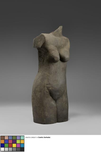 Torso