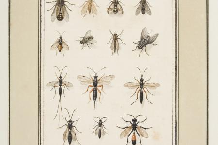 Album met insekten. Insectorum
