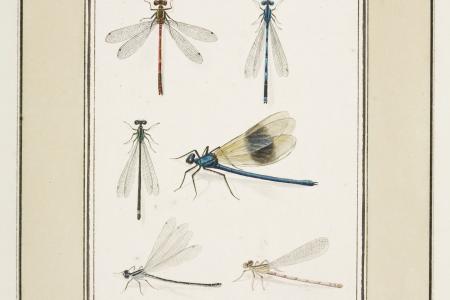 Album met insekten. Insectorum