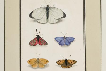 Album met insekten. Insectorum