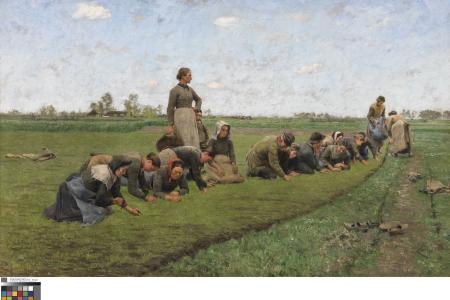 Vlaswieden in Vlaanderen