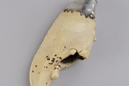 Onbekend, kreeftenschaar De Roode Roos, 1657, zilver en organisch materiaal